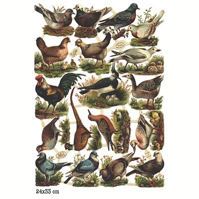 R.Tuck 919 animals birds.jpg
