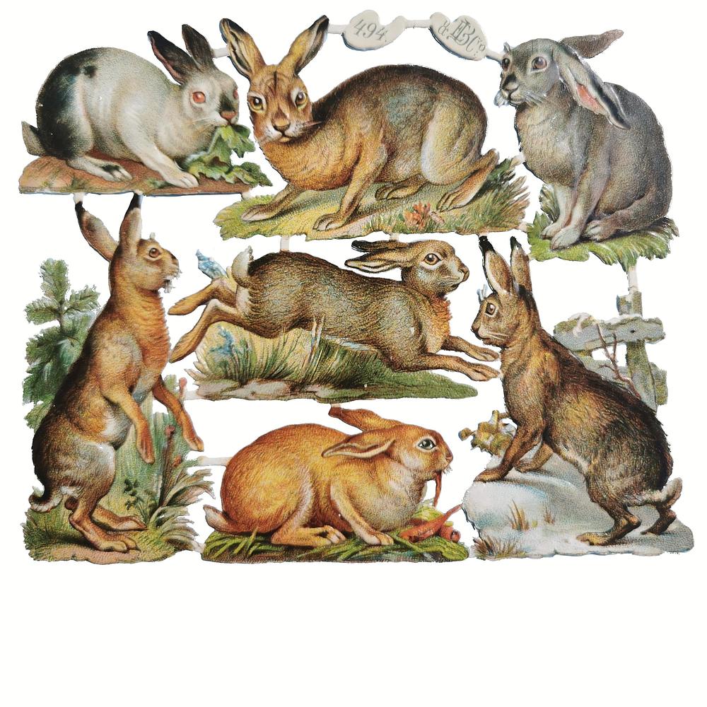 EB 494 rabbits.jpg