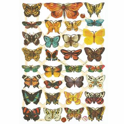 EF 7336 Butterfly.jpg