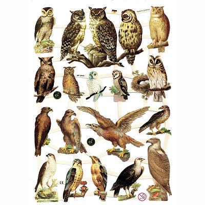 EF 7333 Birds of Prey  Owl  Hawk.jpg