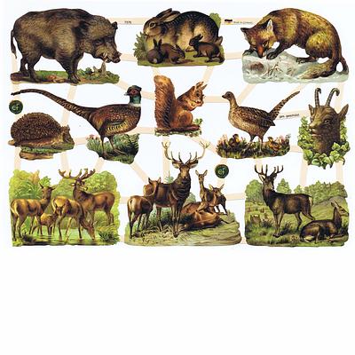 EF 7376 forest animals.jpg