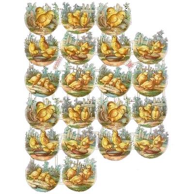 A&M 20355 chicks 2.jpg