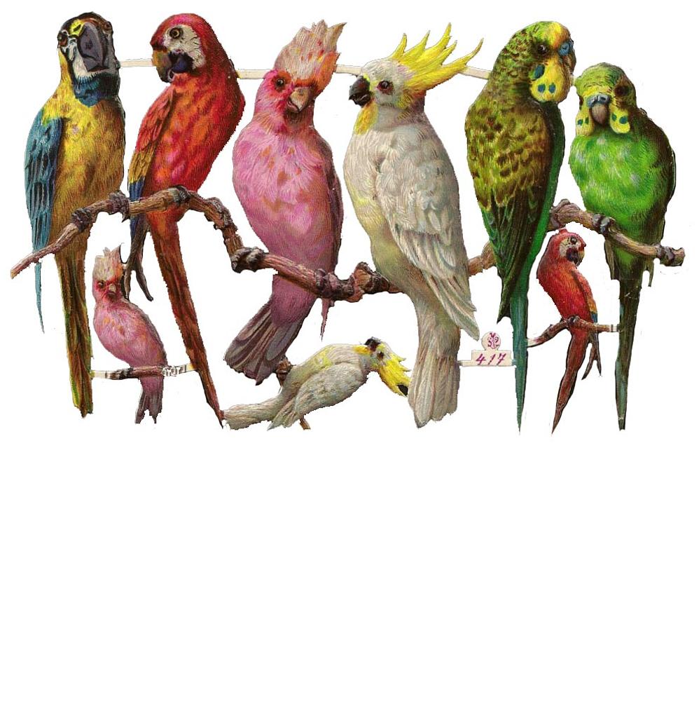 S&S 417 parrots 2.jpg