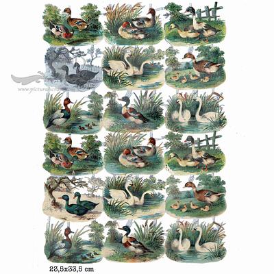 1871 ducks swans waterbirds.jpg