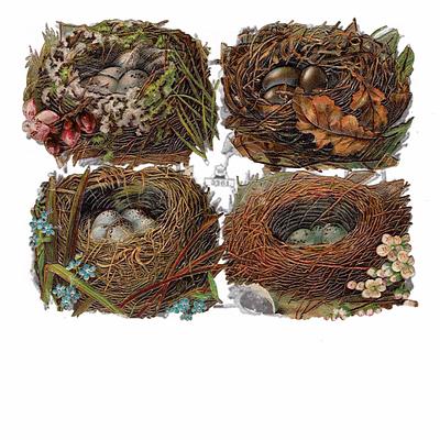 wh 3261 birds nests on copy.jpg