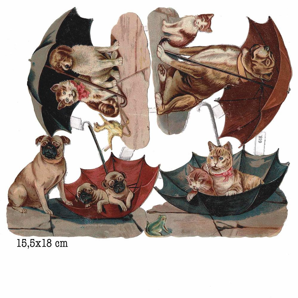 618 cats and dogs.jpg