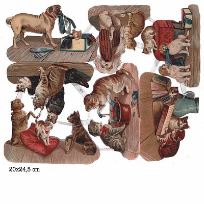 616 cats and dogs.jpg