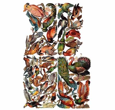 Birn Bros 215 birds 2.jpg