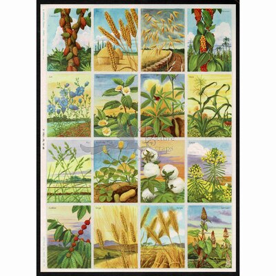A.Arnaud 68 plants.jpg