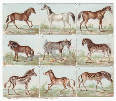 WH 1312 horses and zebras square educational scraps.jpg