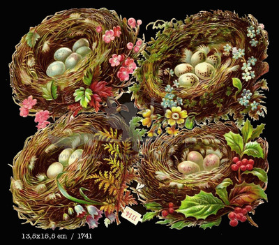 NL 1714 birds nests with eggs.jpg