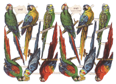 3047 parrots.jpg