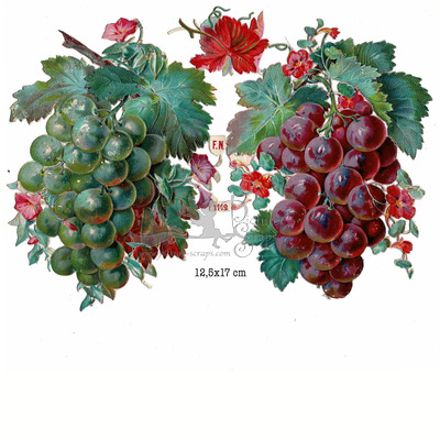 F.N.1119 fruits.jpg