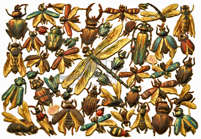 EB 488 insects.jpg