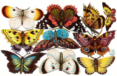 Schlesinger nn butterflies.jpg