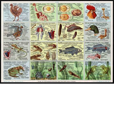 A.Arnaud 129 anatomie chicken lizzard frog and dove.jpg