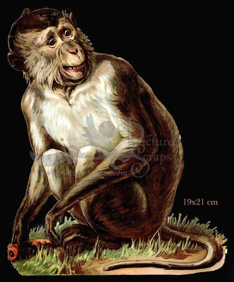K&B 1903 a monkey ape.jpg