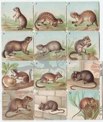 WH 1308 small rodents square educational scraps.jpg