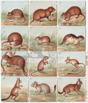 WH 1309 small rodents square educational scraps.jpg