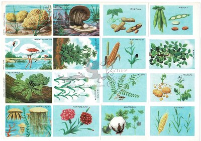 Rekos 24 educational plants water plants.jpg