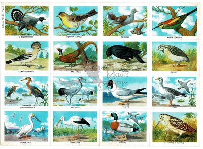 Rekos 5 educational birds.jpg