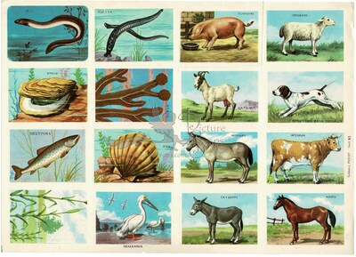Rekos 85 educational animals.jpg