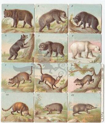 WH 1305 bears and smaller mammals square educational scraps.jpg