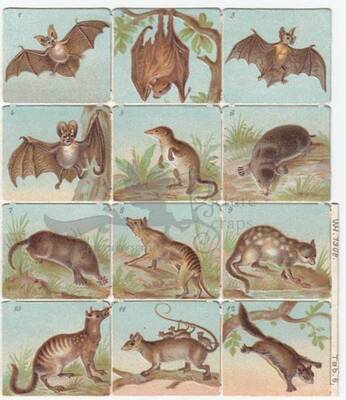WH 1306 nocturnal animals square educational scraps.jpg
