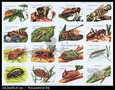 Volumetrix 64 bugs insects.jpg