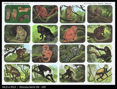 Hemma 165 monkeys.jpg