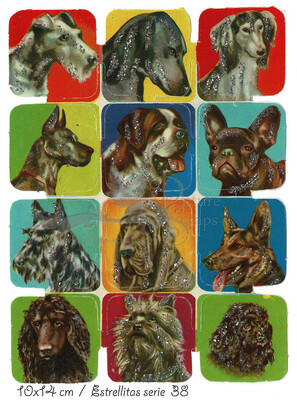 Estrellitas 38 dogs.jpg