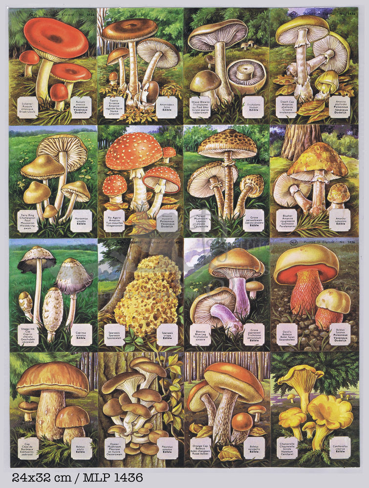 MLP 1436 full sheet mushrooms.jpg