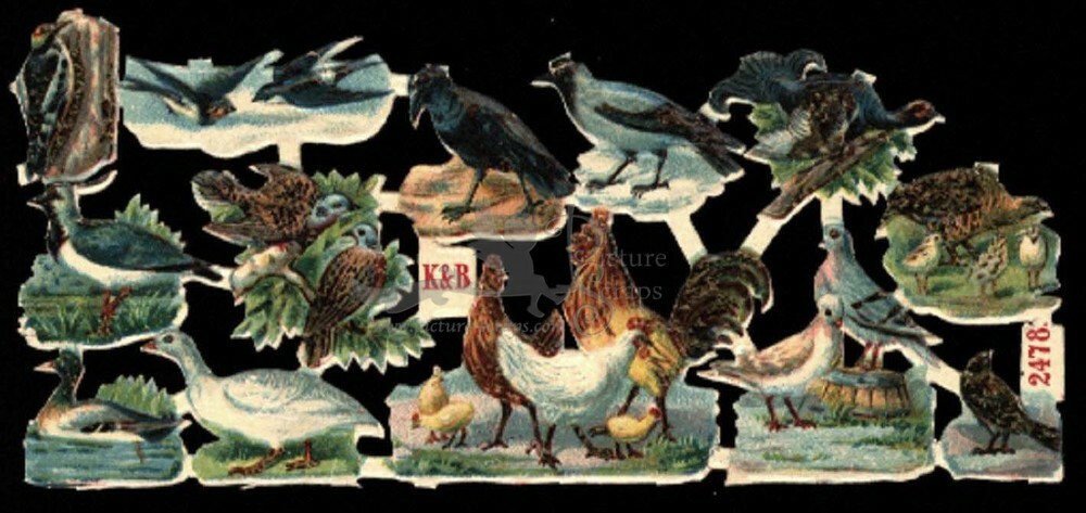 K&B 2478 birds chicken dugs.jpg