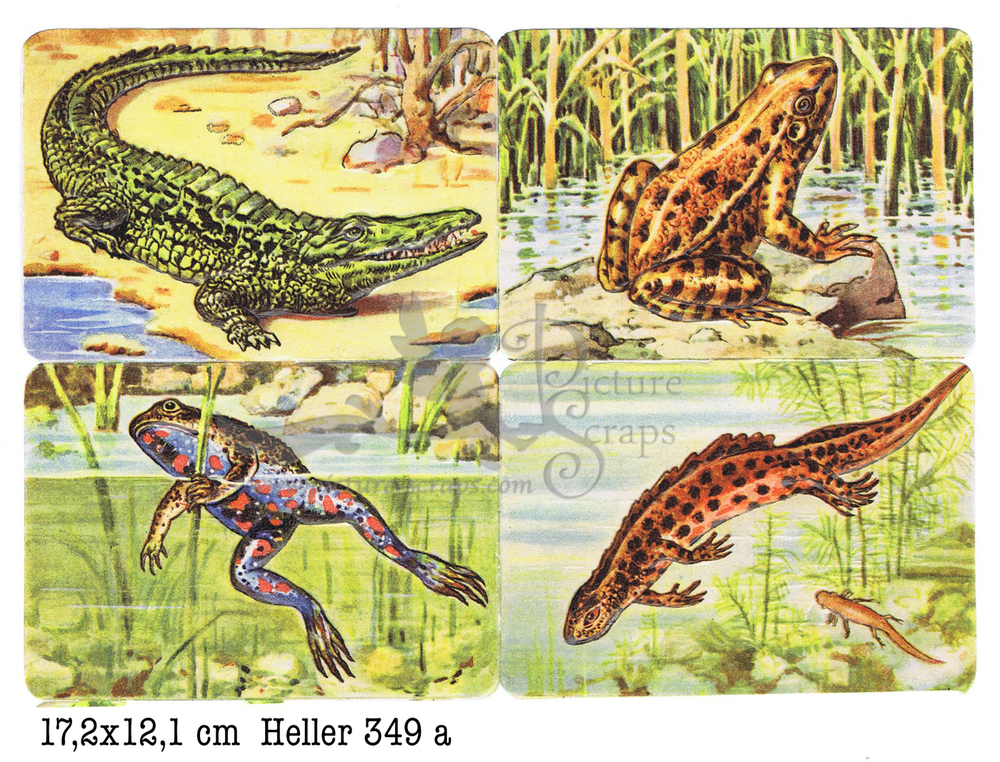 Heller 349 a Amphibians square educational scraps.jpg