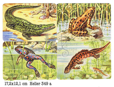 Heller 349 a Amphibians square educational scraps.jpg