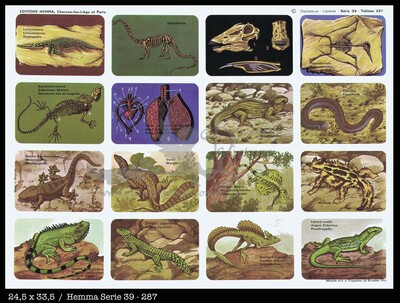 Hemma 287 diplodocus lizards.jpg