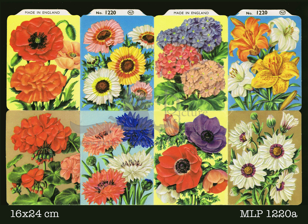 MLP 1220 a flowers.jpg