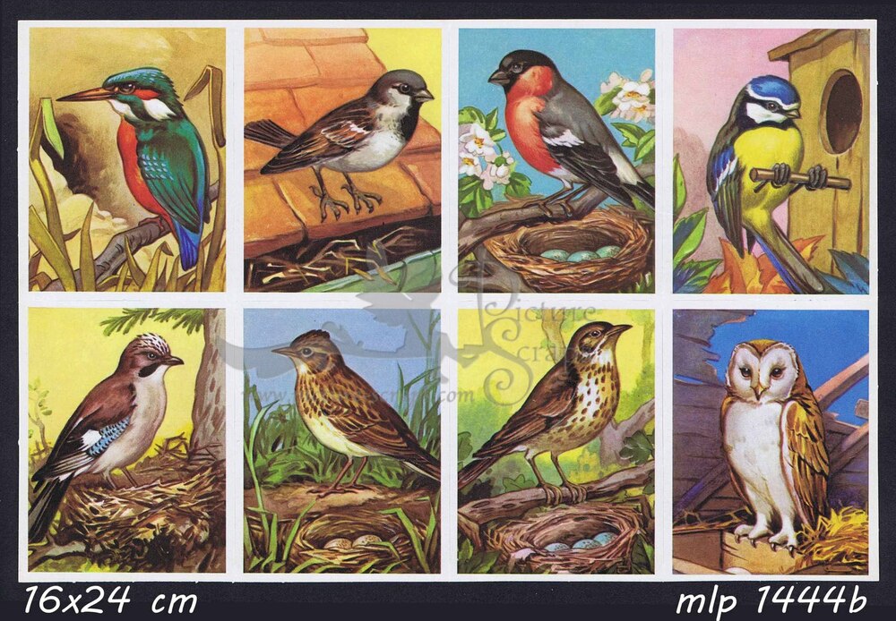 MLP 1444 b birds.jpg