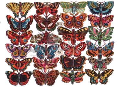 W.B. 412 butterflies.jpg