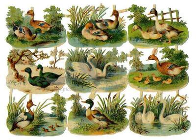 R.Tuck 1871 ducks.jpg