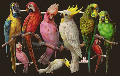 Schaefer & Scheibe 417 parrots.jpg