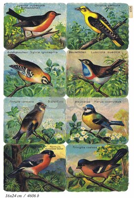Printed in Germany 4606 b birds square educational scraps.jpg