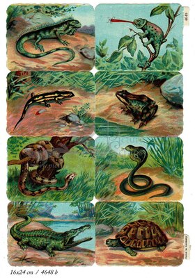 Printed in Germany 4648 b reptiles square educational scraps.jpg