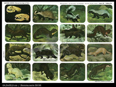 Hemma 56 carnicorous animals.jpg
