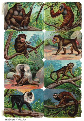 Printed in Germany 4615 a monkeys square educational scraps.jpg