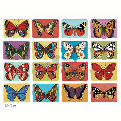 edivas 202 butterflies.jpg