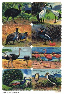 Printed in Germany 4646 b large birds square educational scraps.jpg