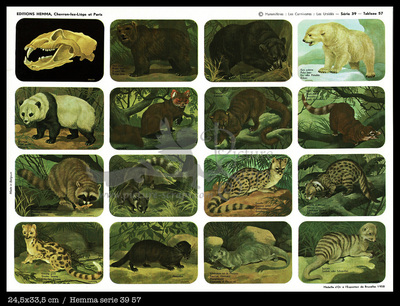 Hemma 57 carnivorous animals.jpg