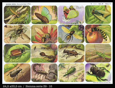 Hemma 15 insects.jpg