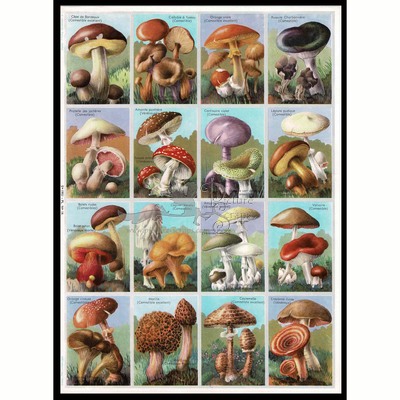 A.Arnaud 16 mushrooms 2.jpg